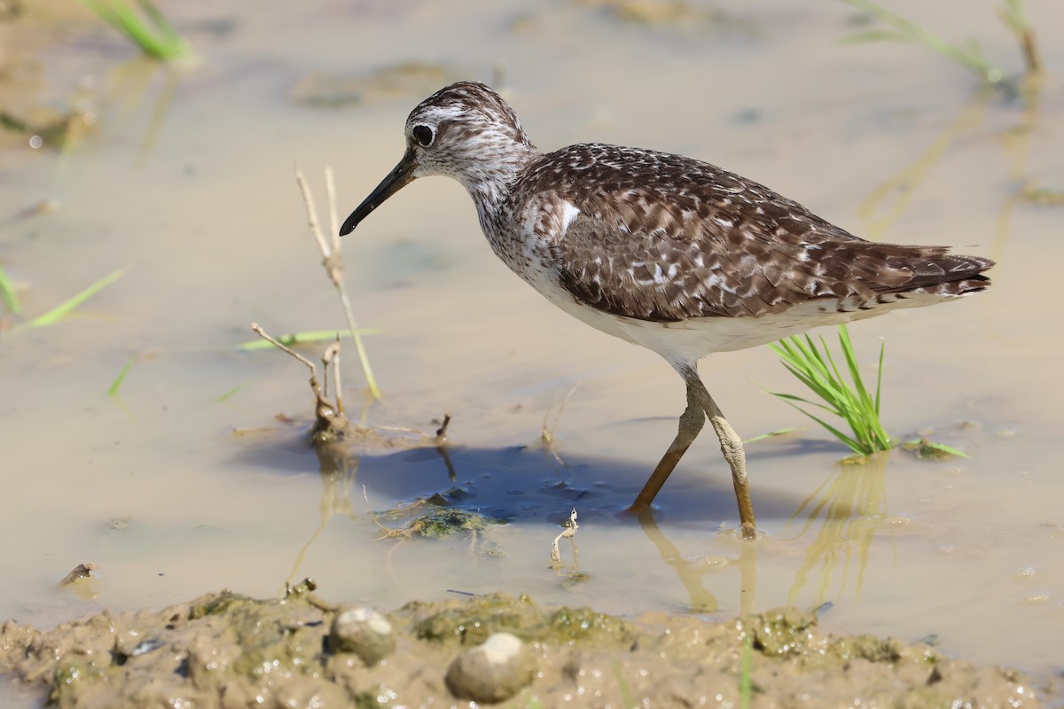Wood Sandpiper - ML646108095