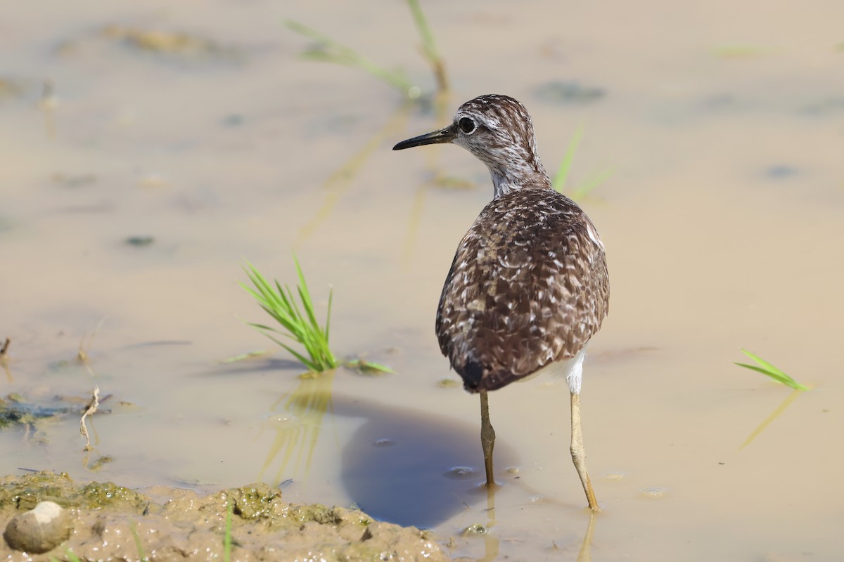 Wood Sandpiper - ML646108096