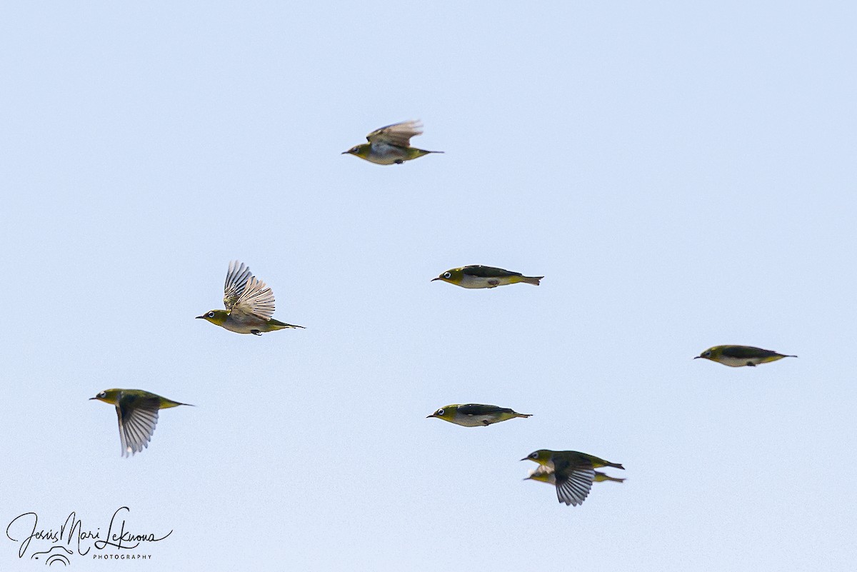 Chestnut-flanked White-eye - ML646108098