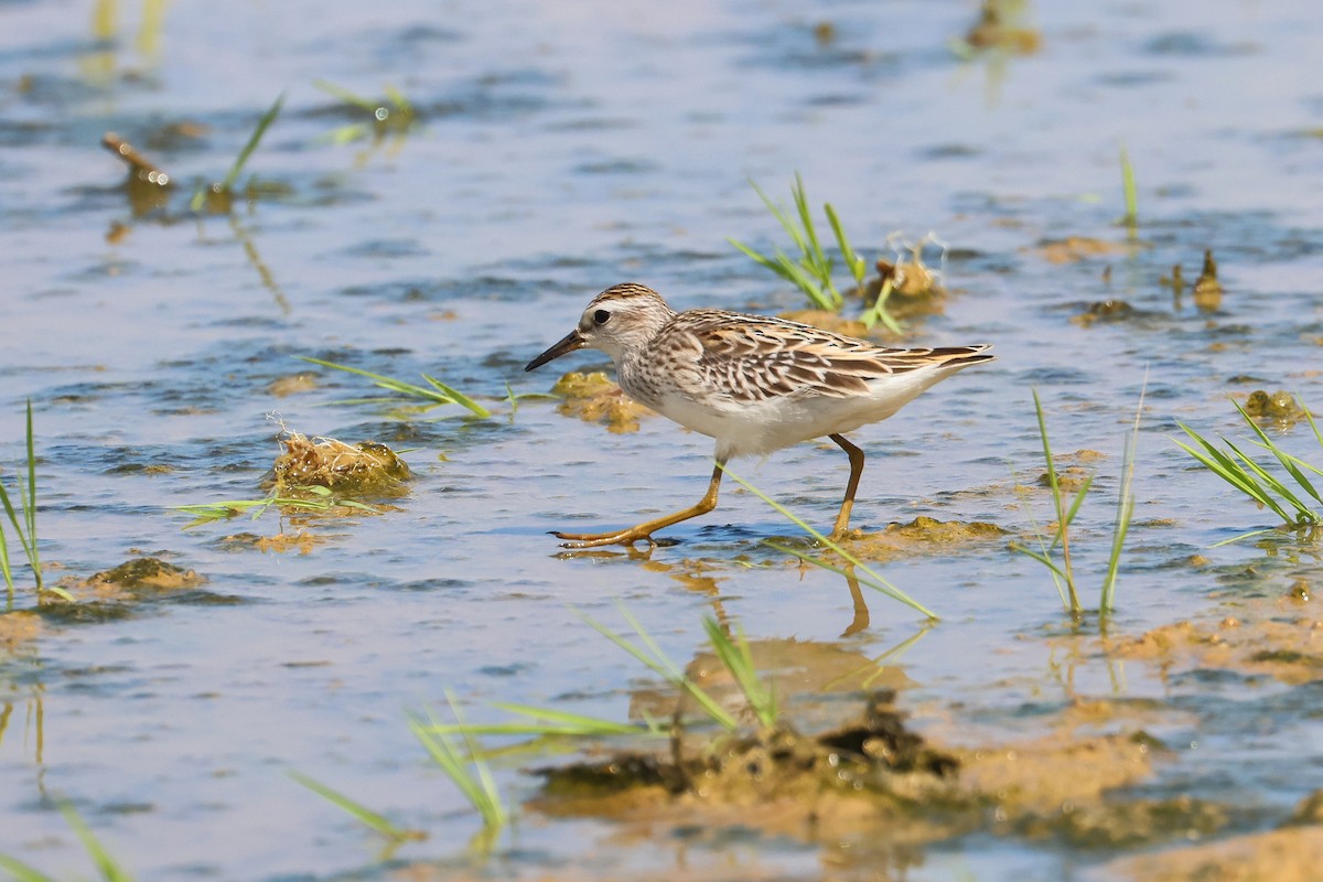 Long-toed Stint - ML646108100