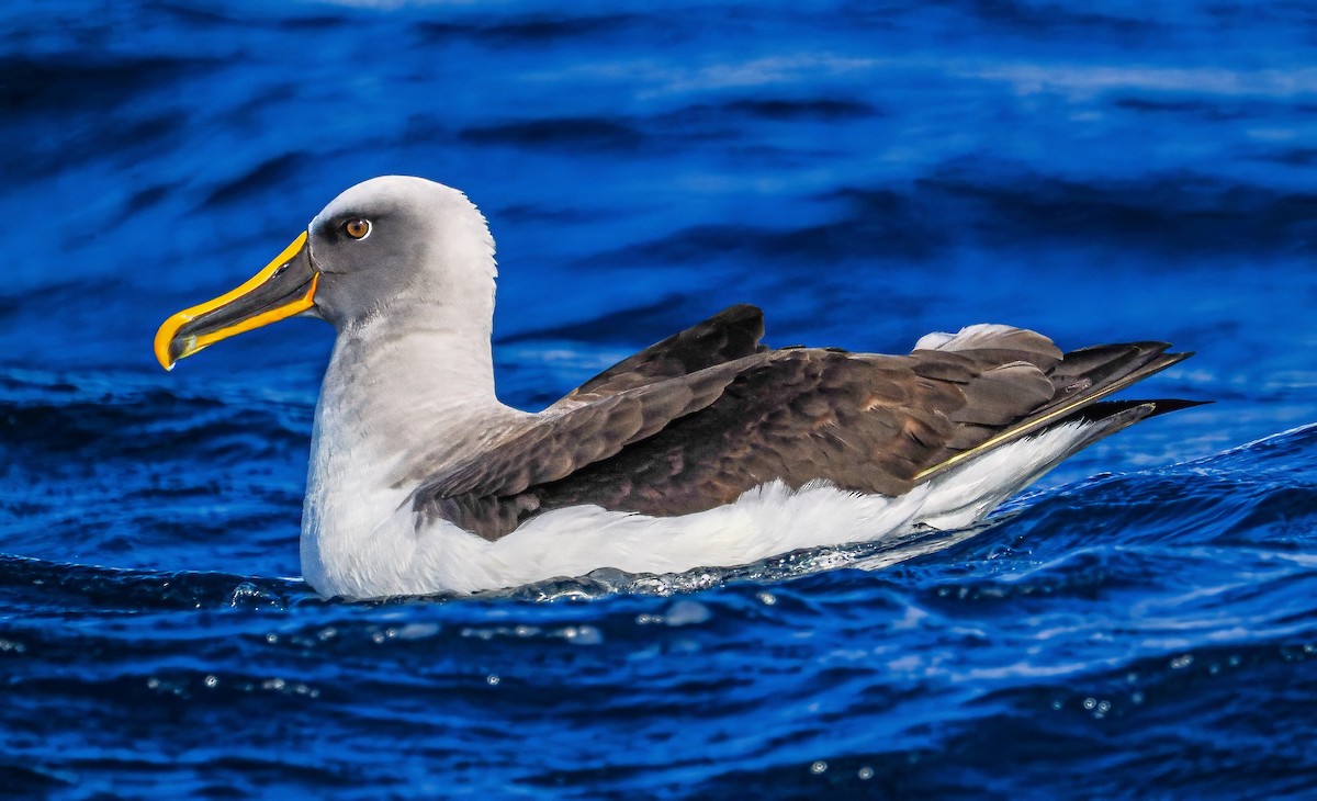 Буллеров альбатрос - ML646108101