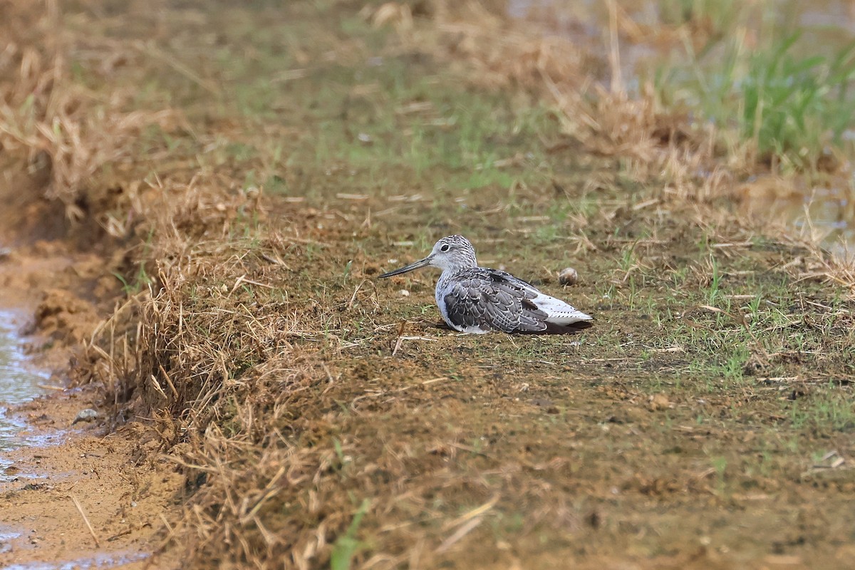 Common Greenshank - ML646108103