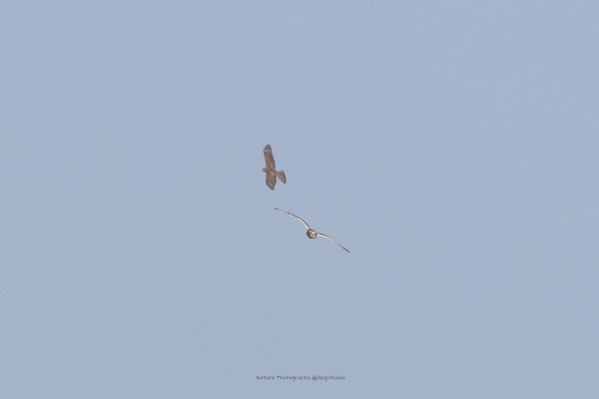 Zingira-hontza - ML646108106