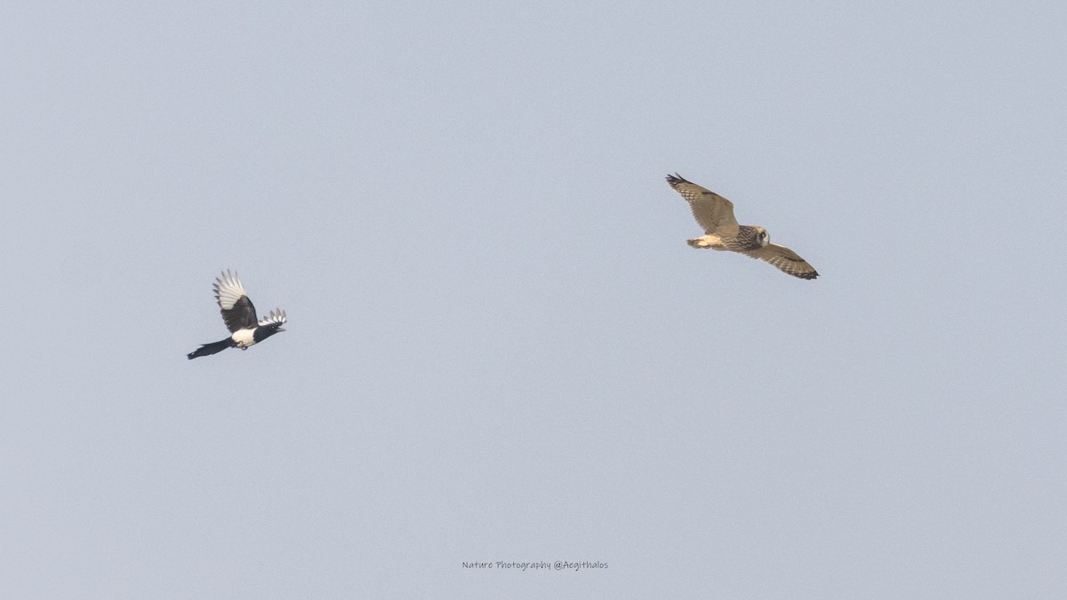 Zingira-hontza - ML646108107