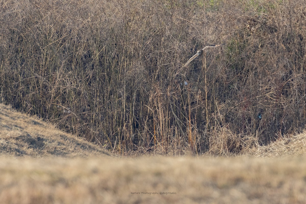 Zingira-hontza - ML646108109