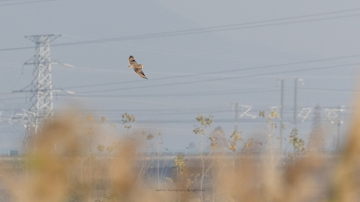 Zingira-hontza - ML646108110