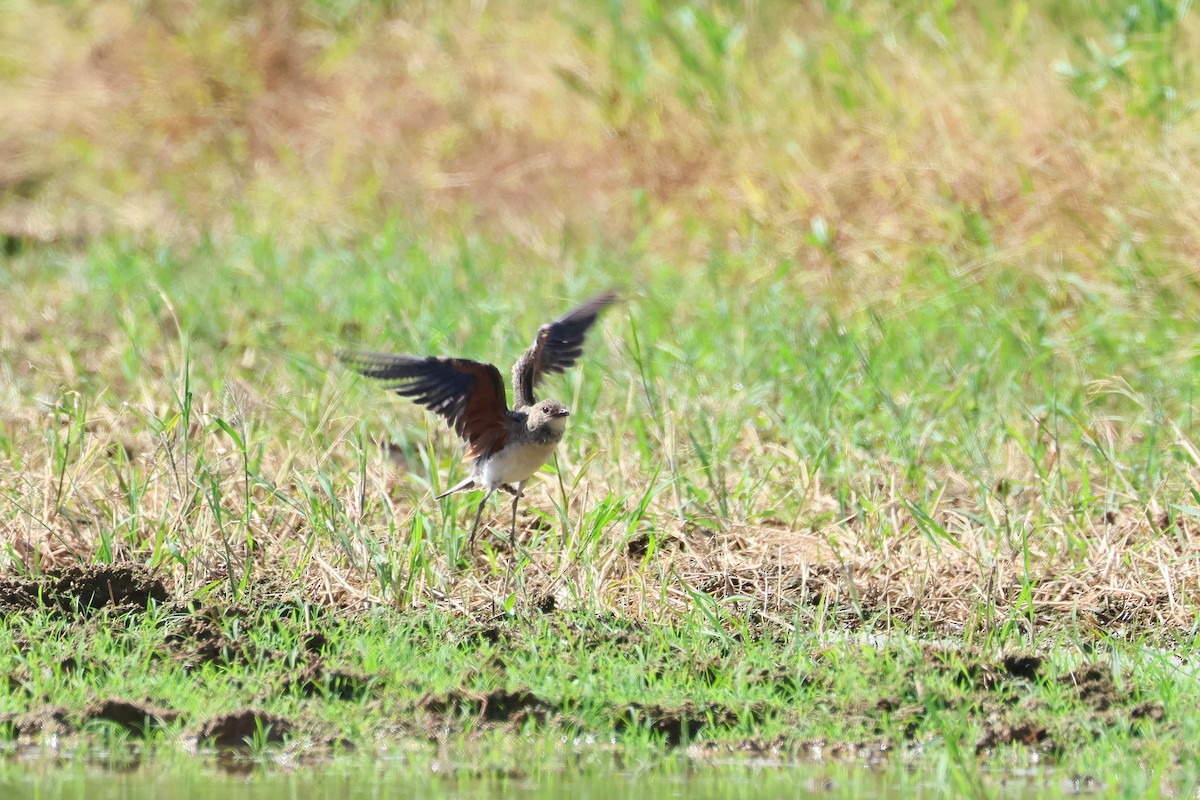 Oriental Pratincole - ML646108117