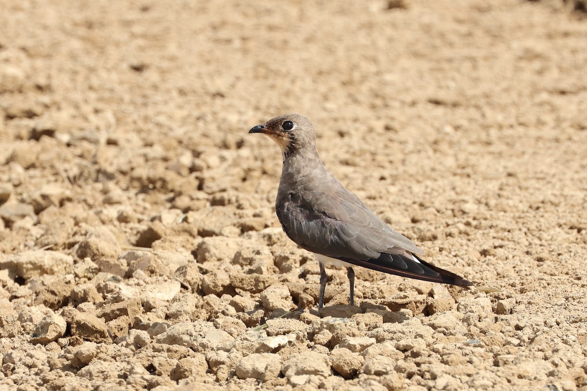 Oriental Pratincole - ML646108119