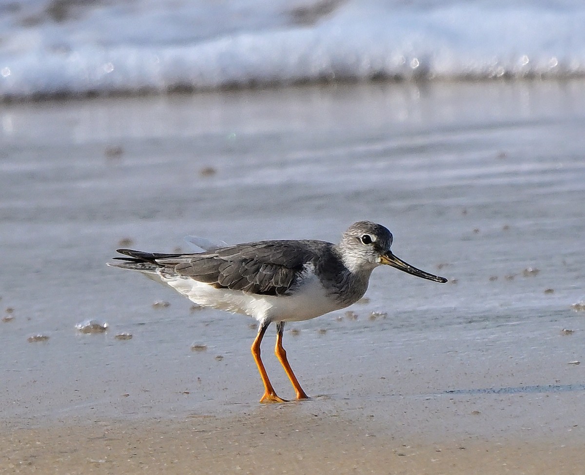 Terek Sandpiper - ML646108120