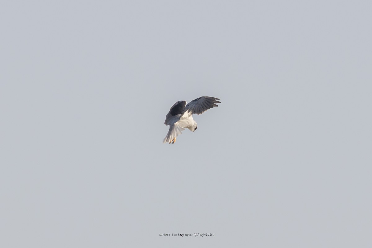 Black-winged Kite - ML646108121