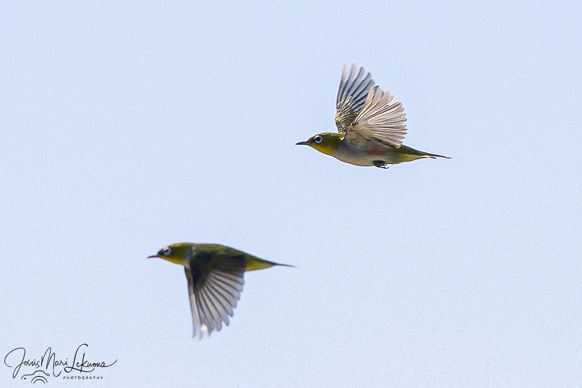 Chestnut-flanked White-eye - ML646108123