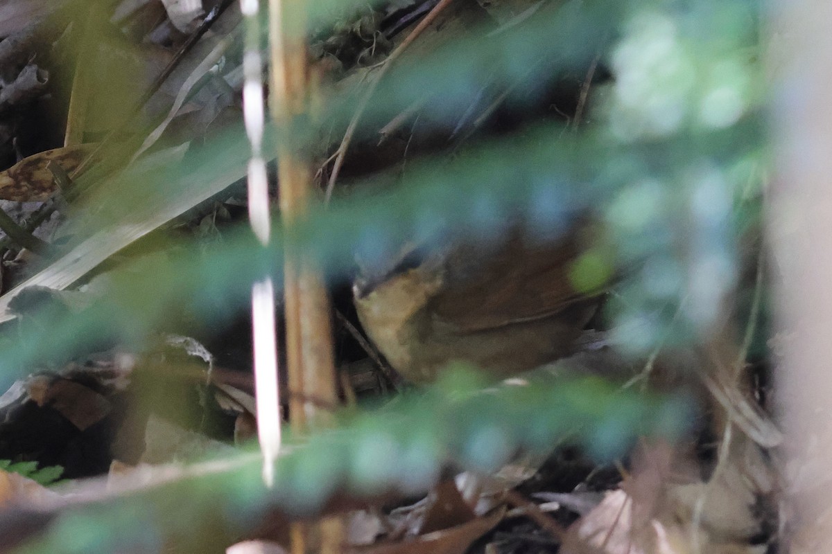 Asian Stubtail - ML646108125