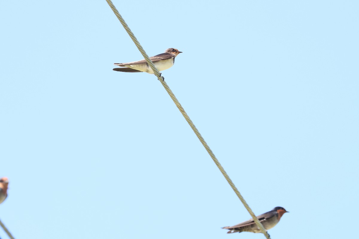 Barn Swallow - ML646108126