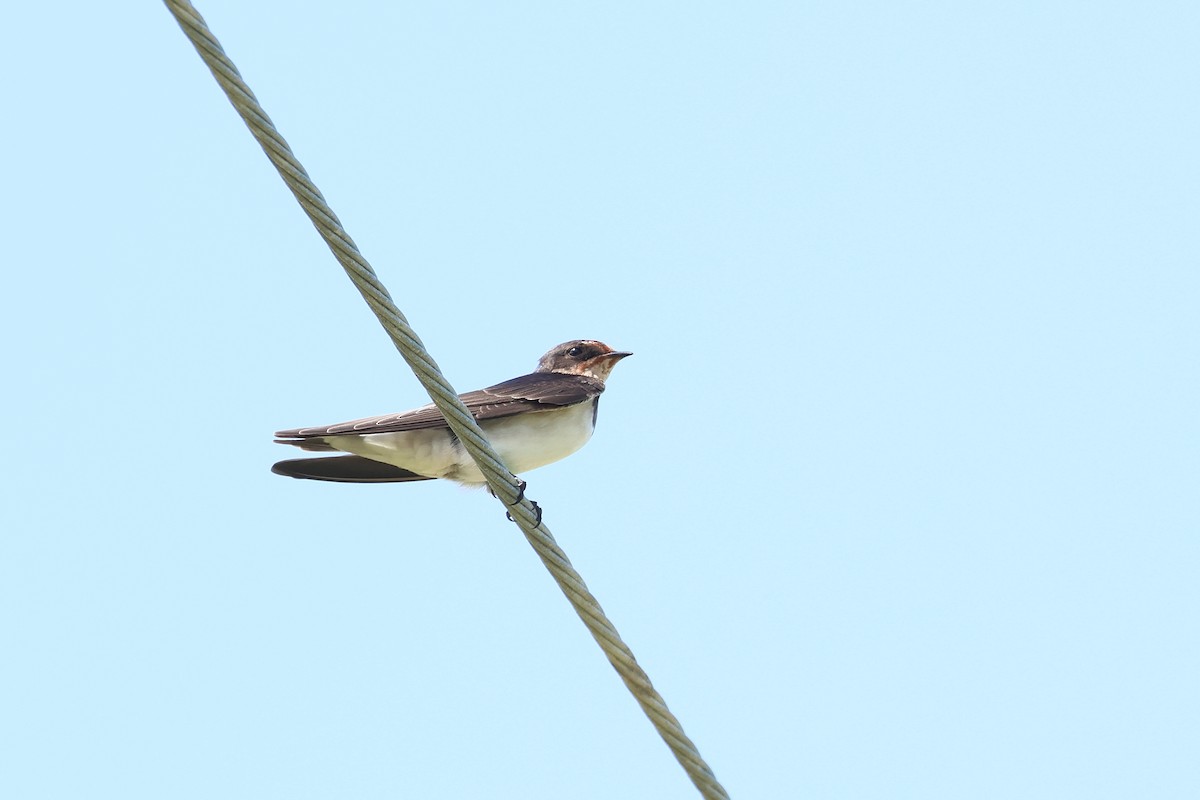 Barn Swallow - ML646108127