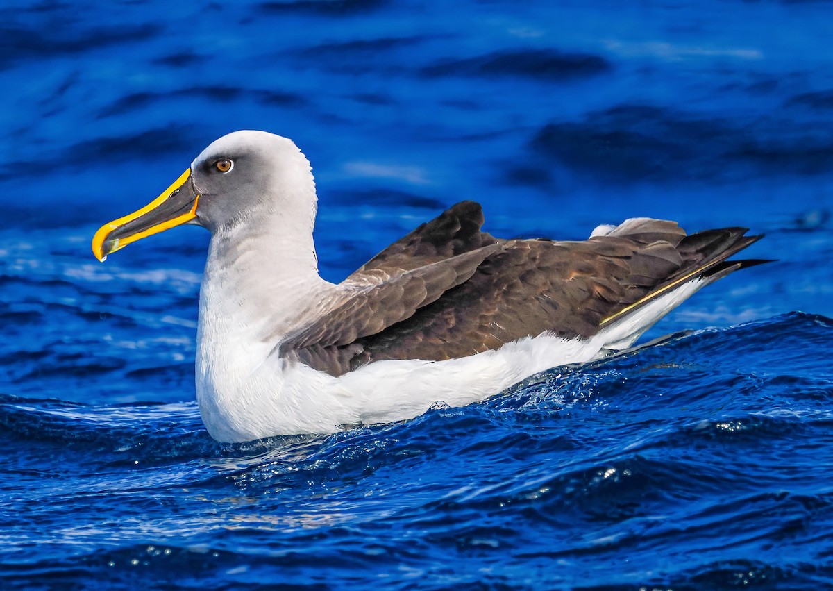 Буллеров альбатрос - ML646108128