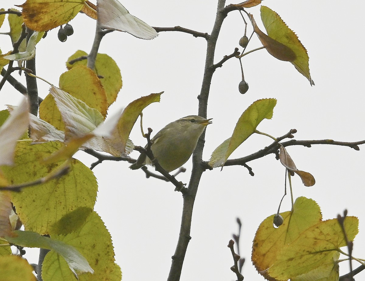 Hume's Warbler - ML646108132