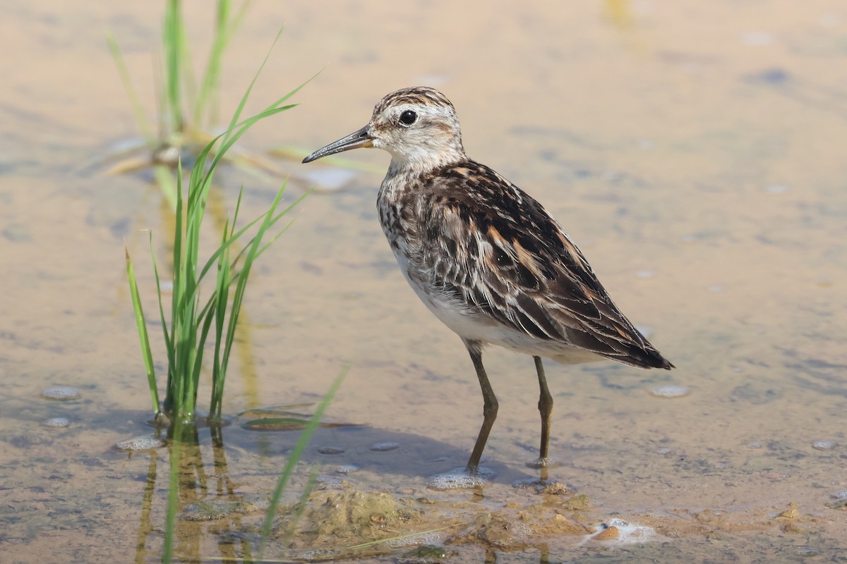 Long-toed Stint - ML646108133