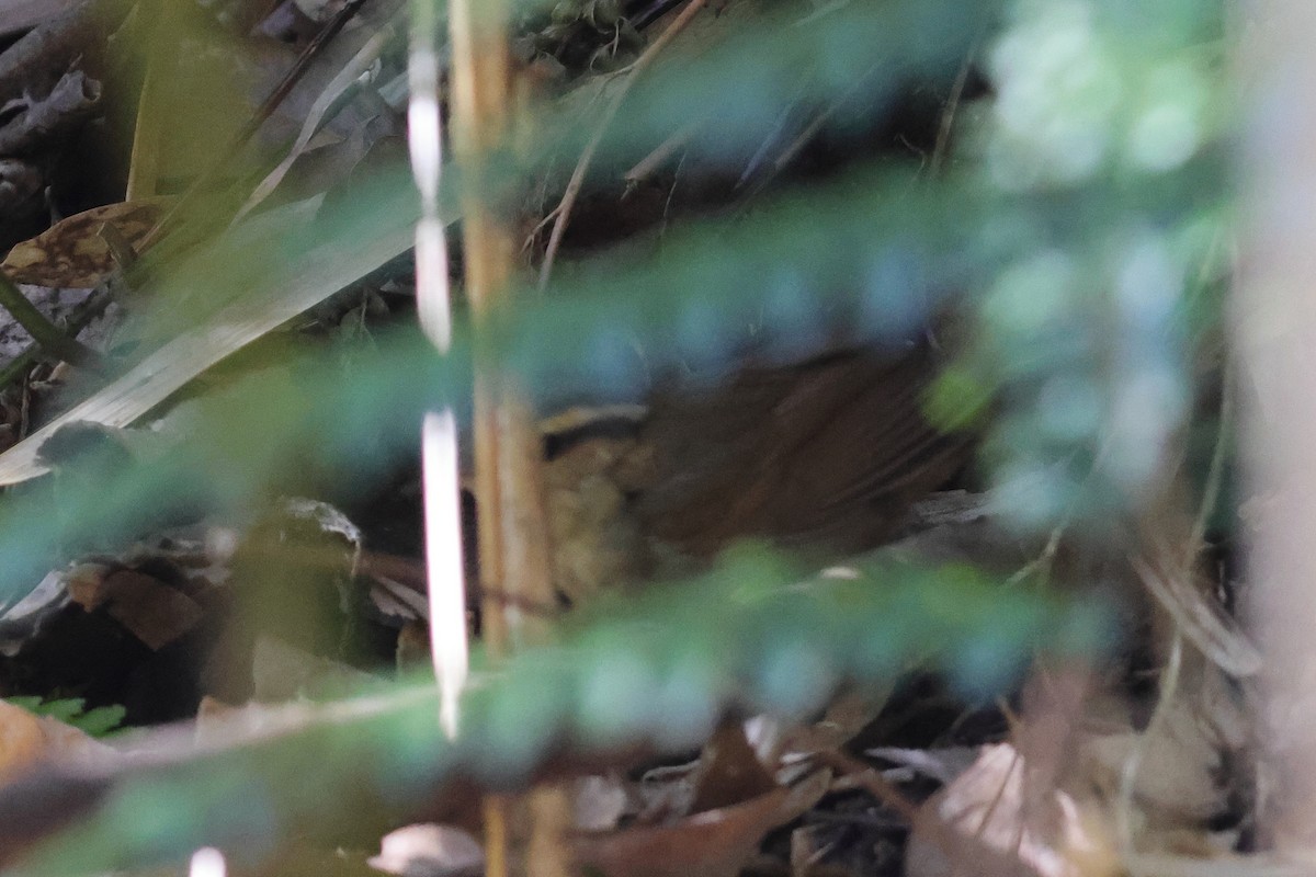 Asian Stubtail - ML646108134