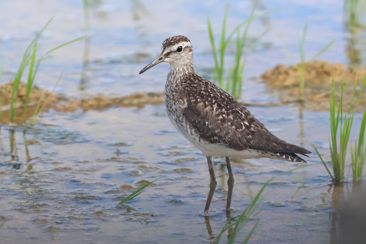 Wood Sandpiper - ML646108136