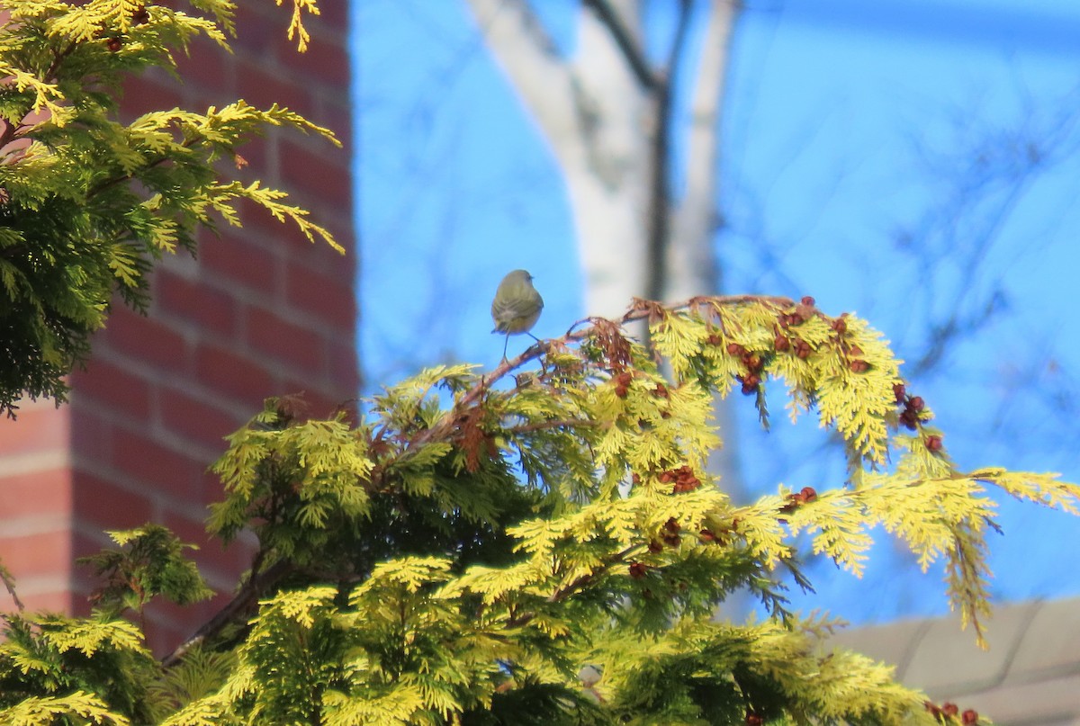 Virjinya Ötleğeni - ML646108139