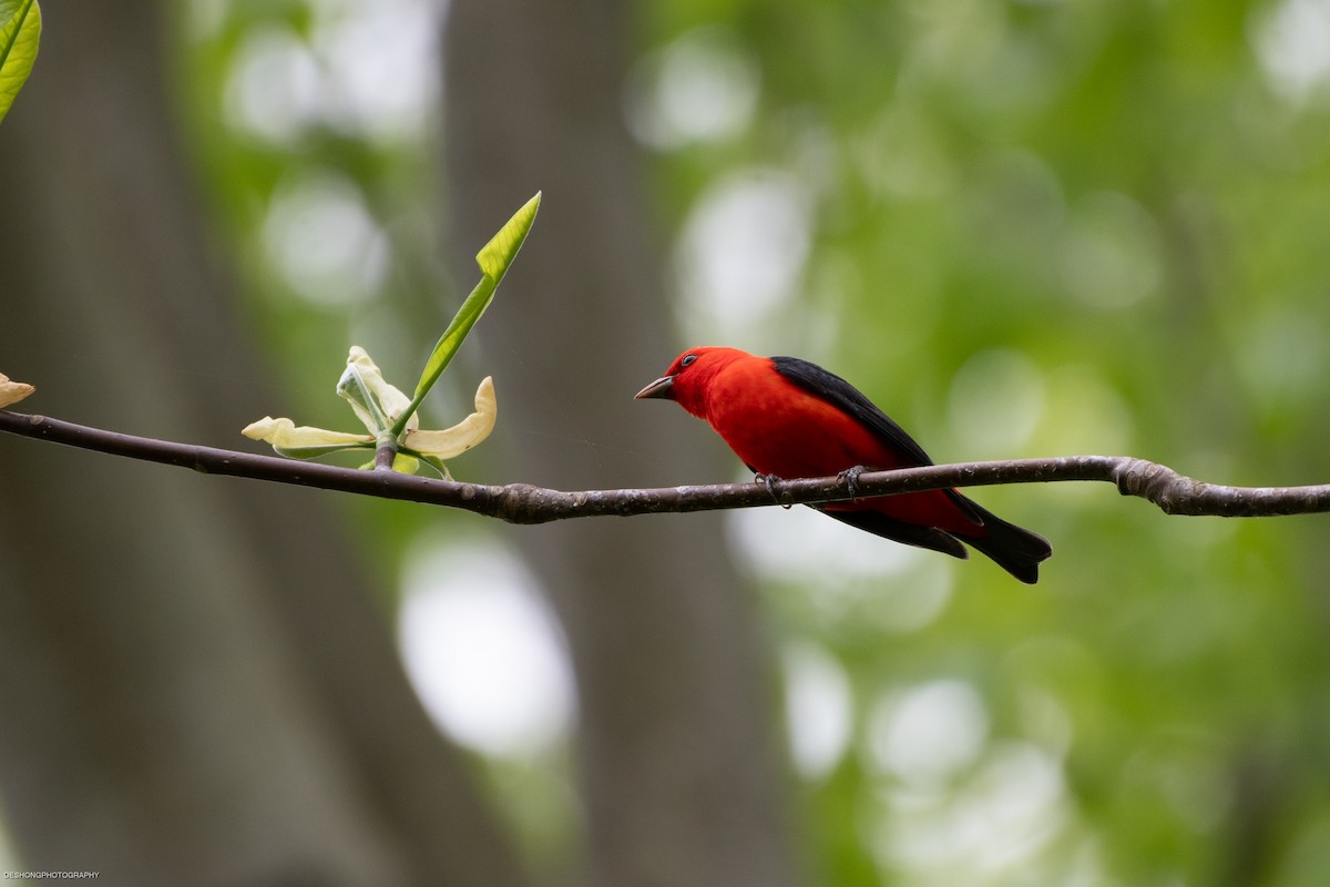 Scarlet Tanager - ML646108140