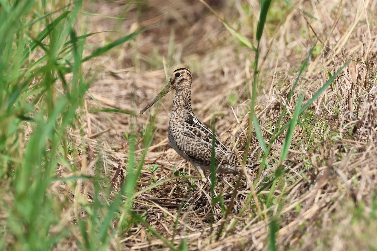 Swinhoe's/Pin-tailed Snipe - ML646108141
