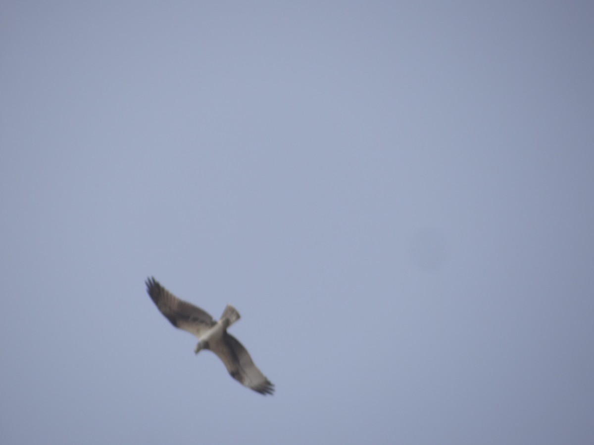 Balbuzard pêcheur - ML646108143