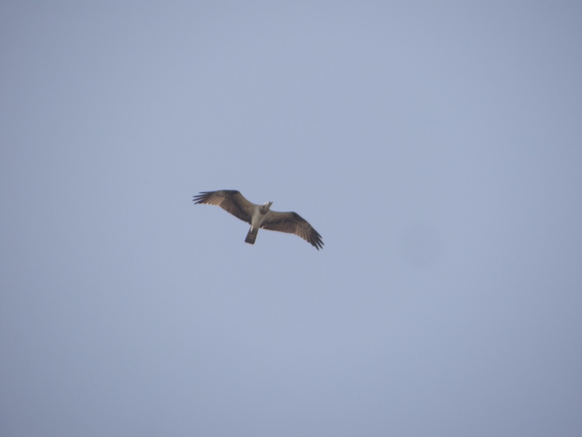 Balbuzard pêcheur - ML646108144