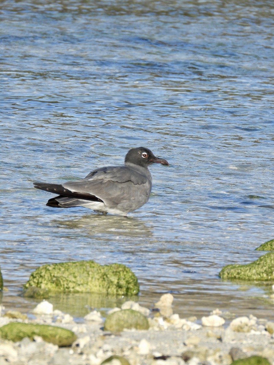 Lava Gull - ML646108147