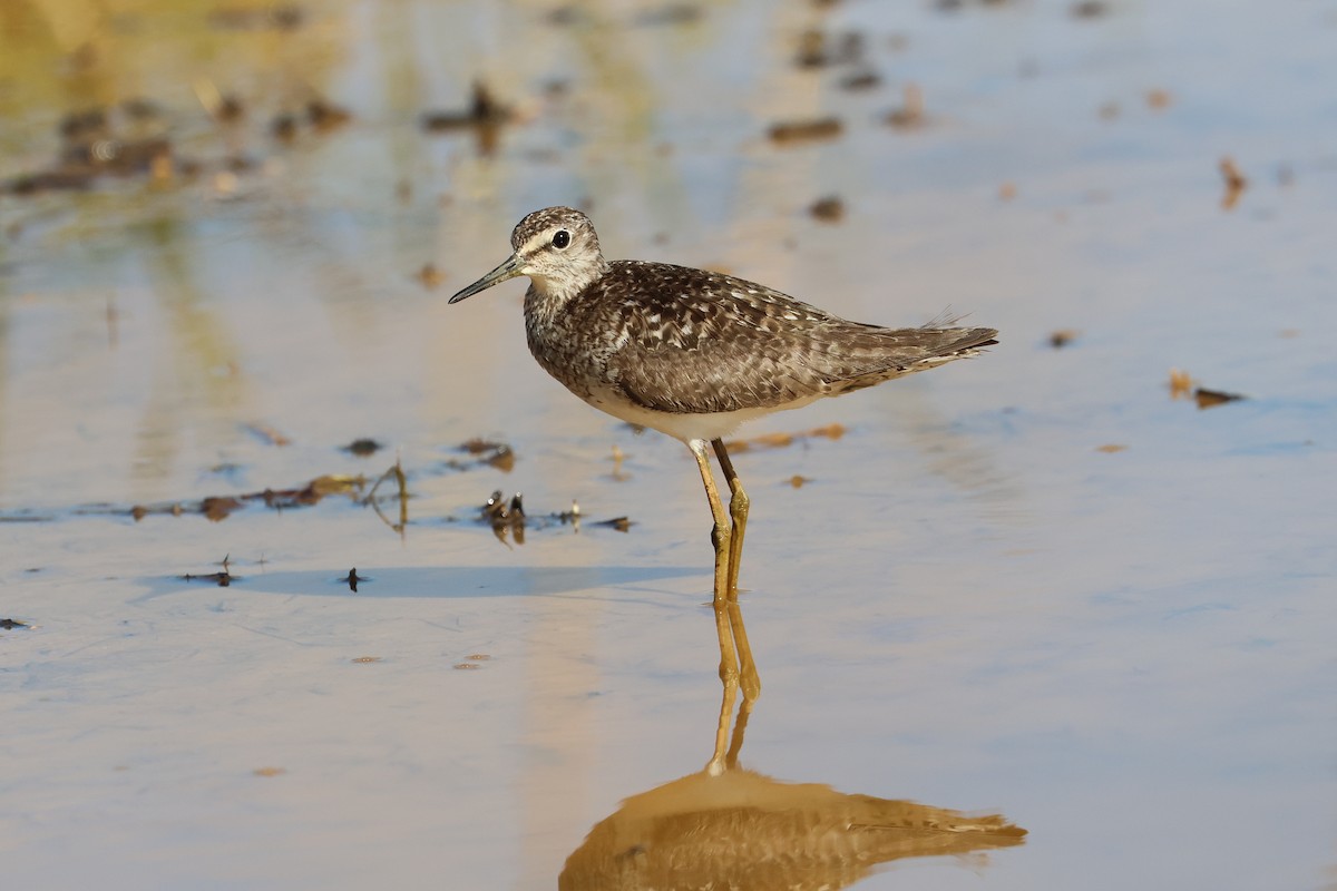 Wood Sandpiper - ML646108155