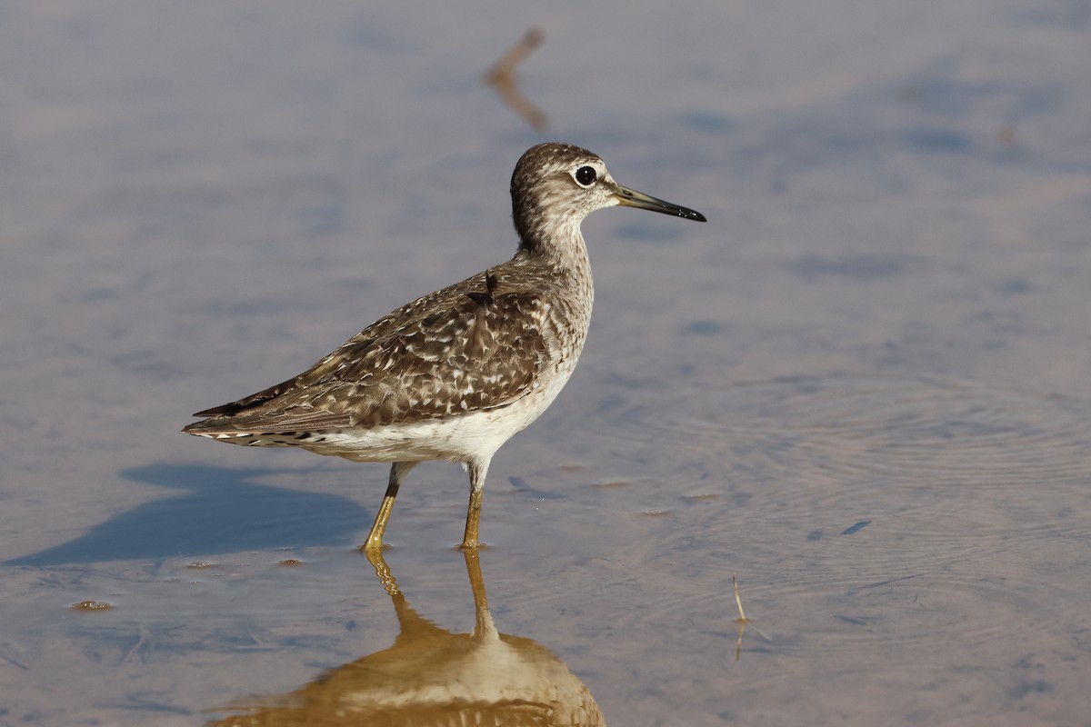 Wood Sandpiper - ML646108156