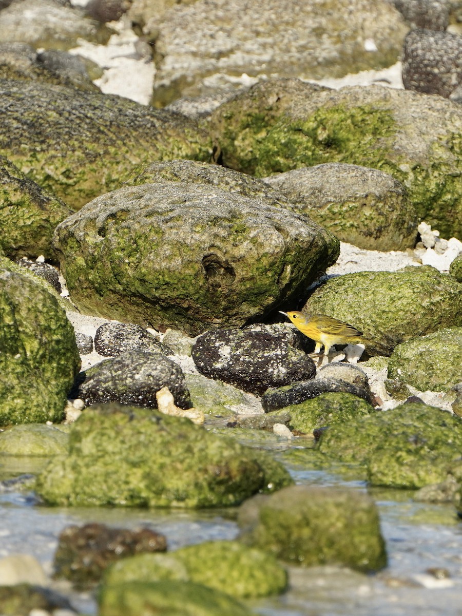Mangrove Yellow Warbler (Galapagos) - ML646108157