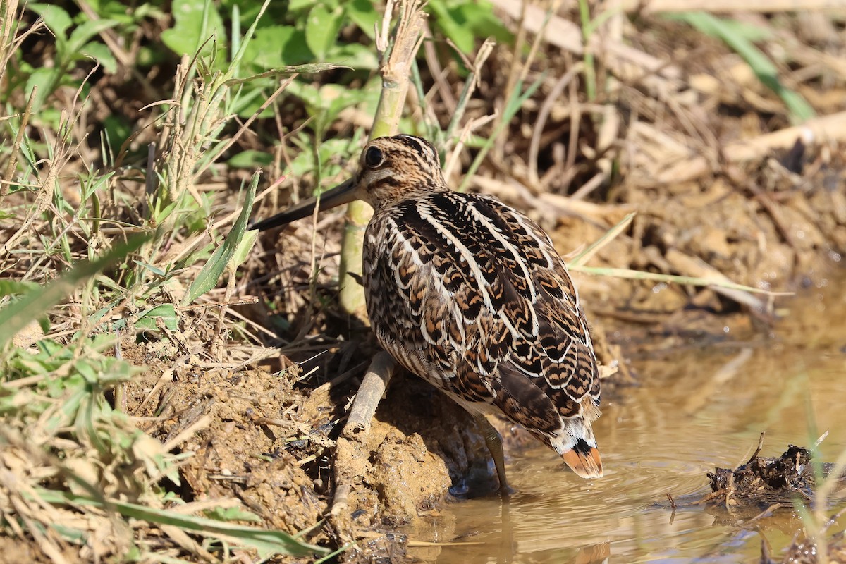 Swinhoe's/Pin-tailed Snipe - ML646108158