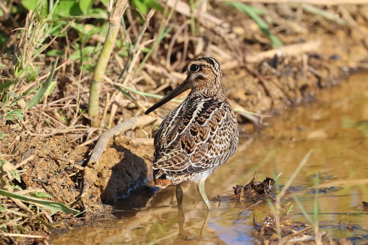 Swinhoe's/Pin-tailed Snipe - ML646108159