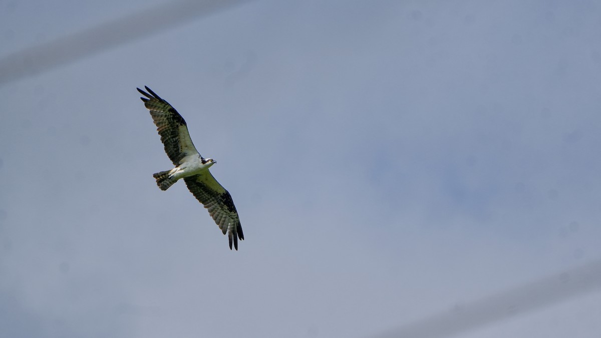 Balbuzard pêcheur - ML646108160