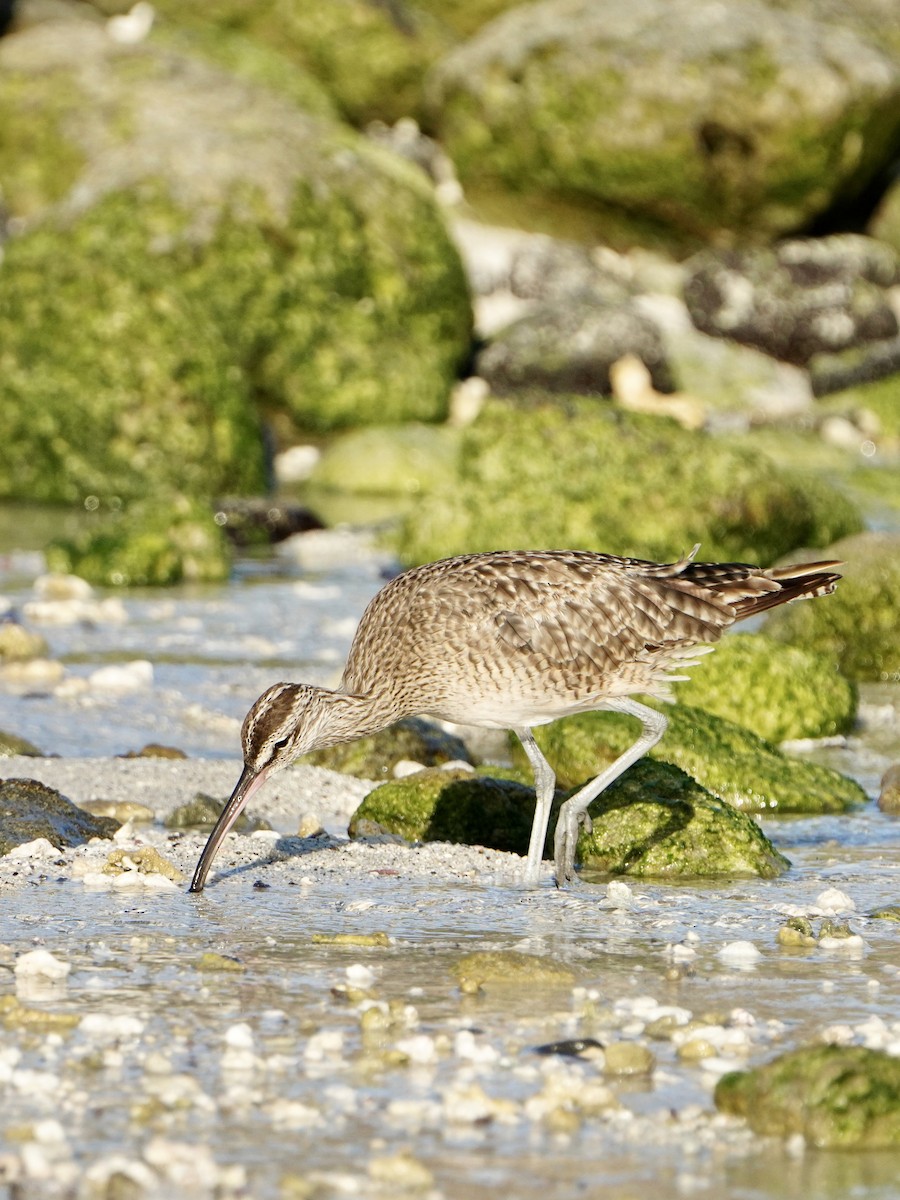 Hudsonian Whimbrel - ML646108166