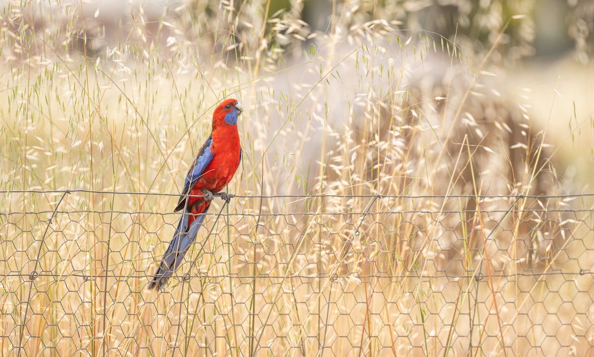 Crimson Rosella - ML646108169