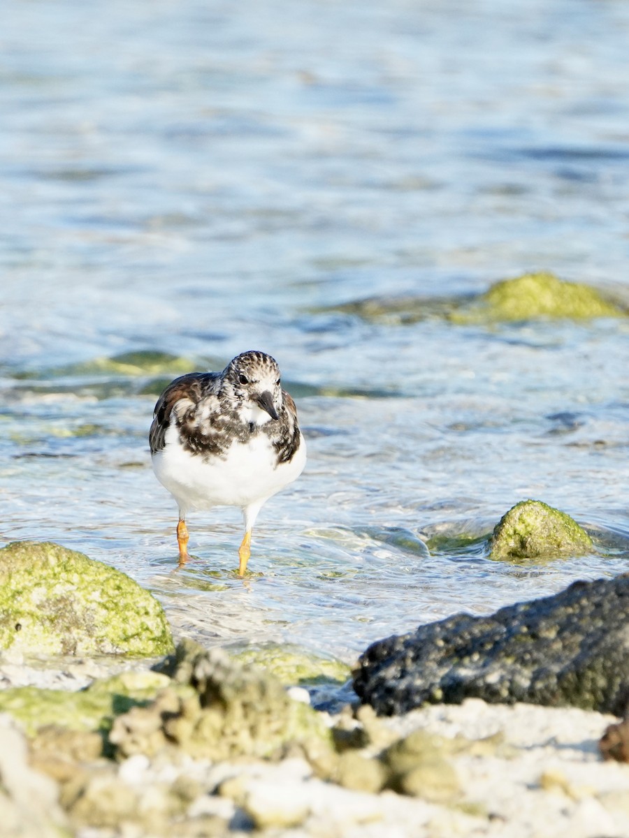 Ruddy Turnstone - ML646108171