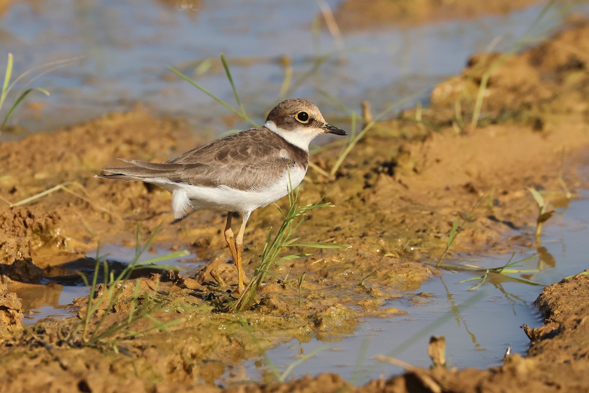 Little Ringed Plover - ML646108172