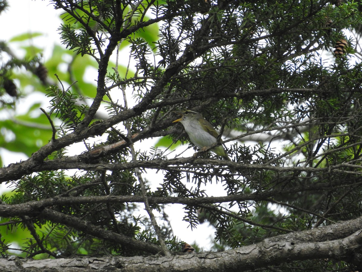 Eastern Crowned Warbler - ML646108174