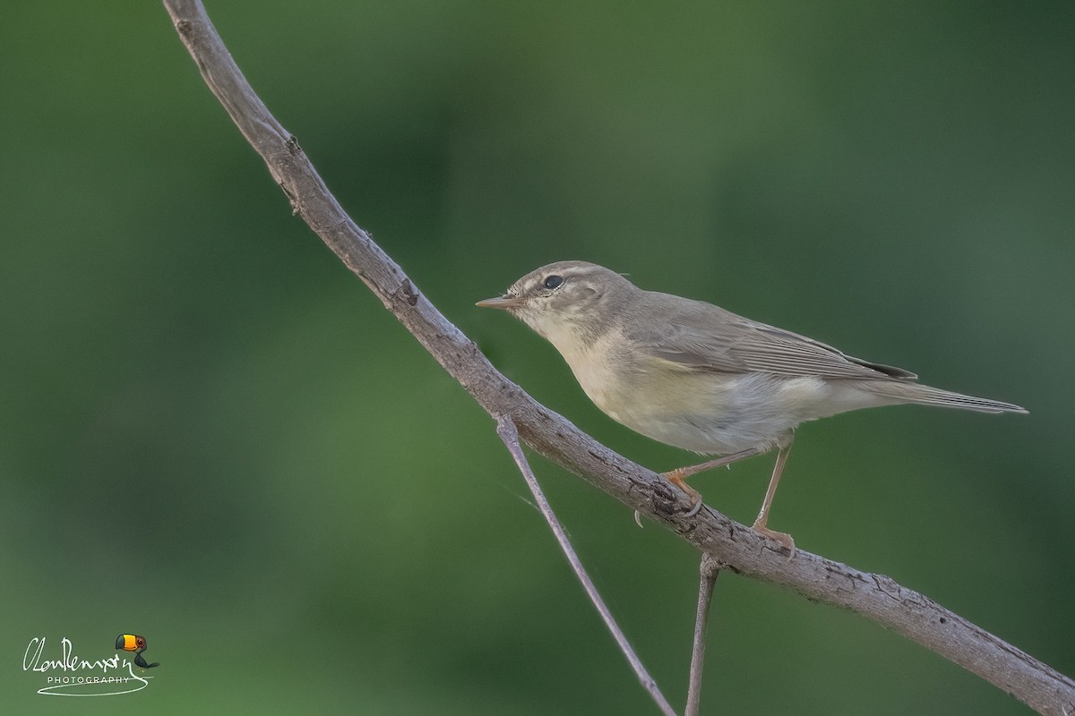 Willow Warbler - ML646108175