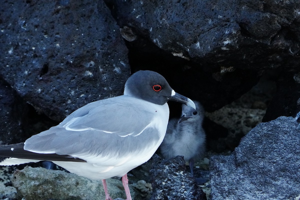 Мартин галапагоський - ML646108177