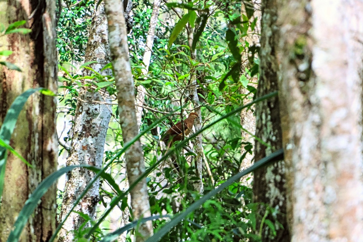 Amboyna Cuckoo-Dove - ML646108179