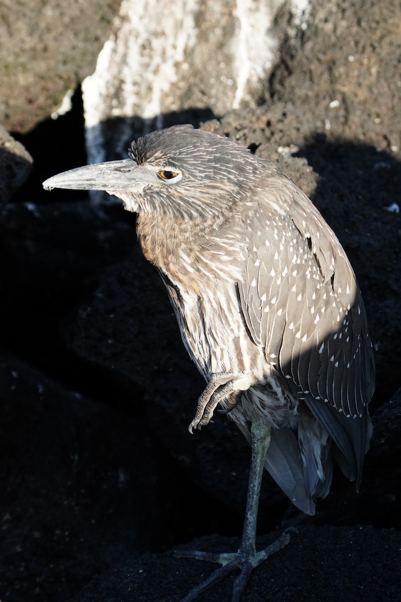 Yellow-crowned Night Heron - ML646108183