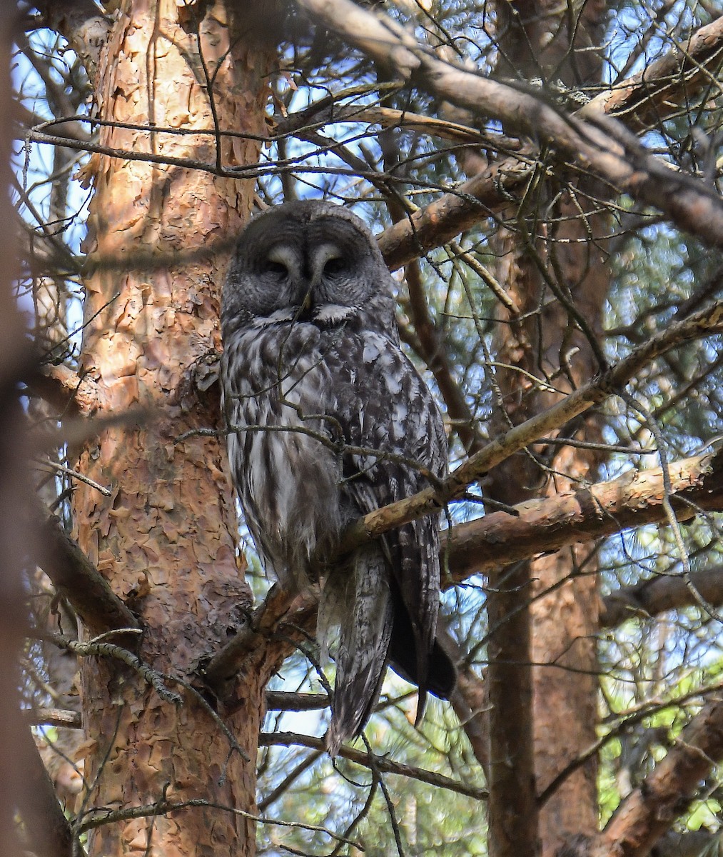 Great Gray Owl - ML646108184