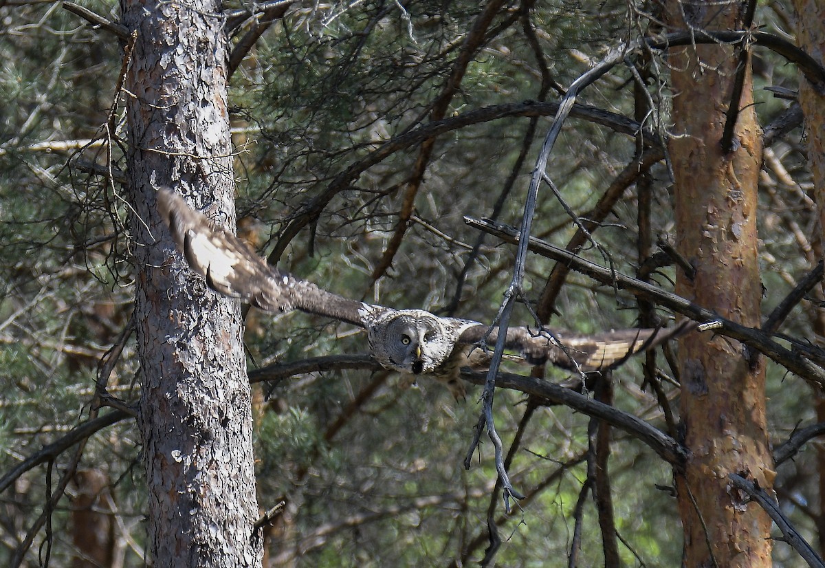 Great Gray Owl - ML646108185