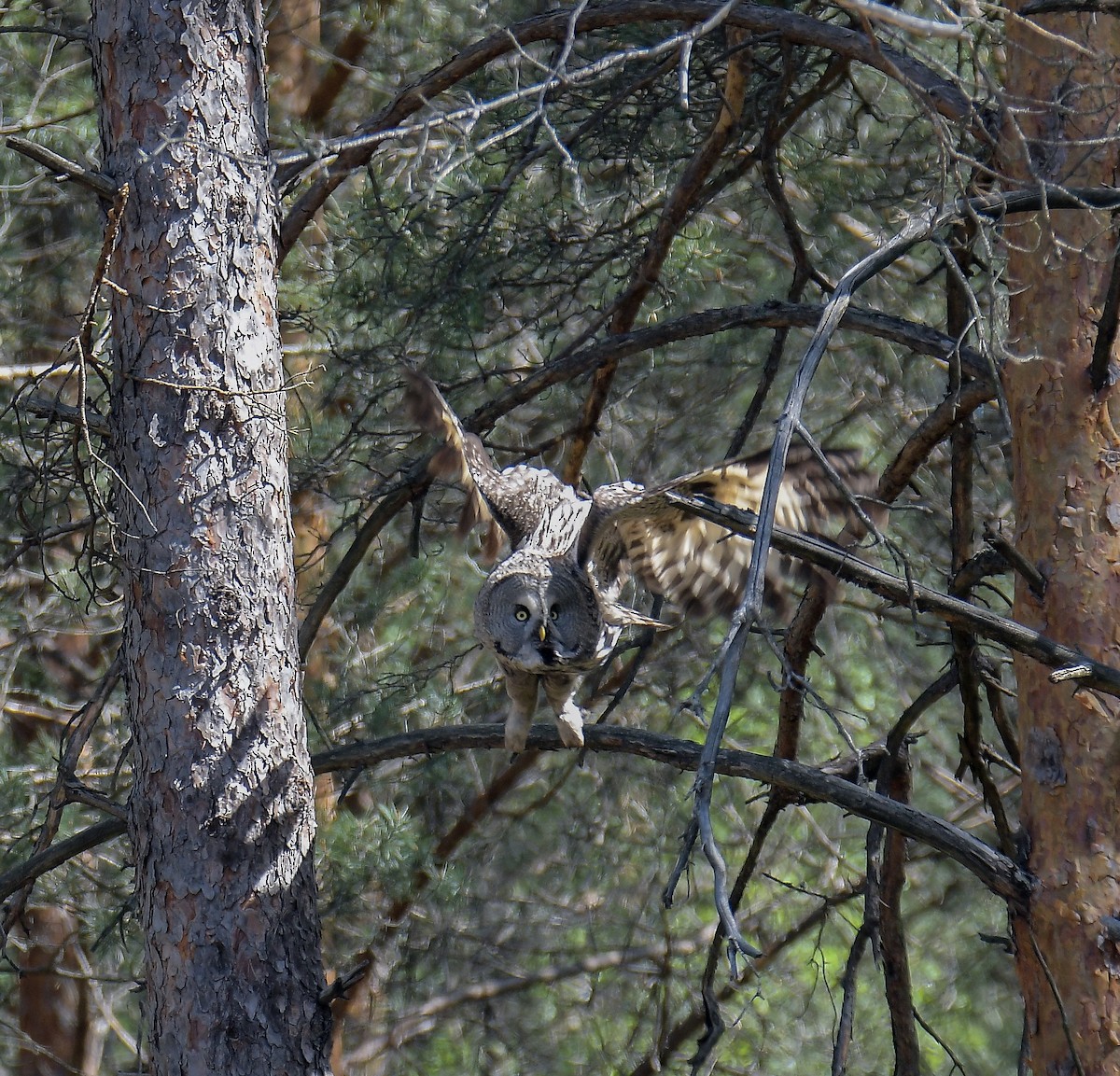 Great Gray Owl - ML646108186