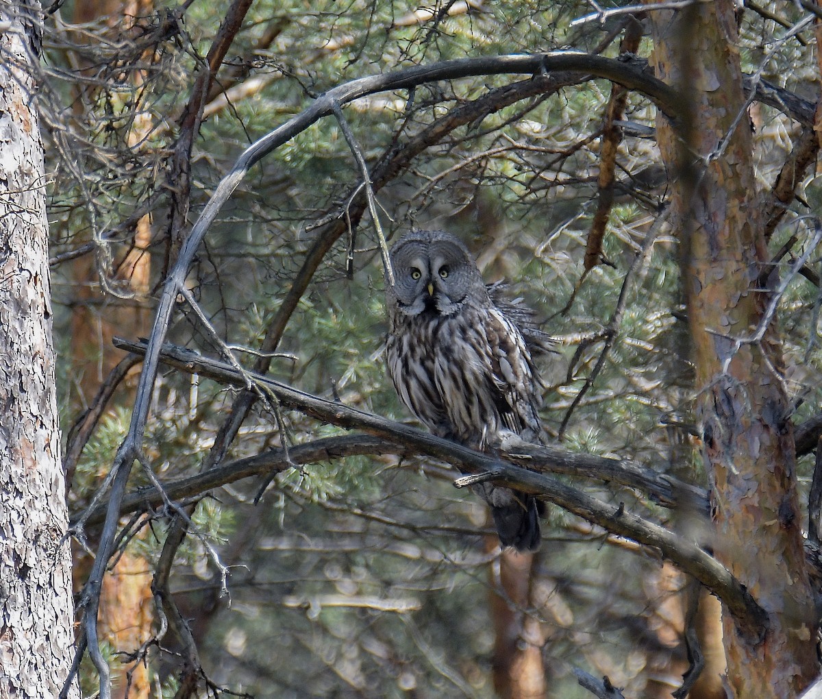 Great Gray Owl - ML646108187