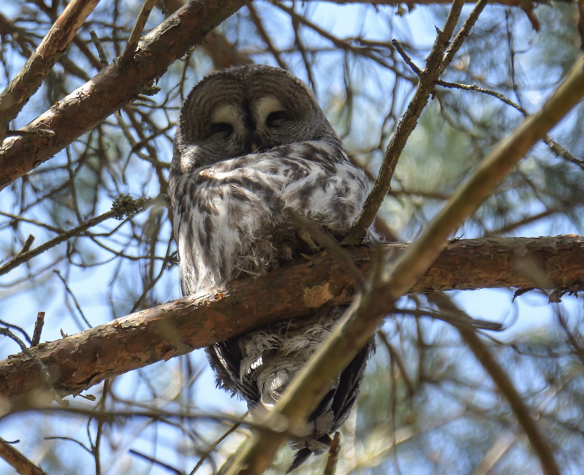 Great Gray Owl - ML646108188
