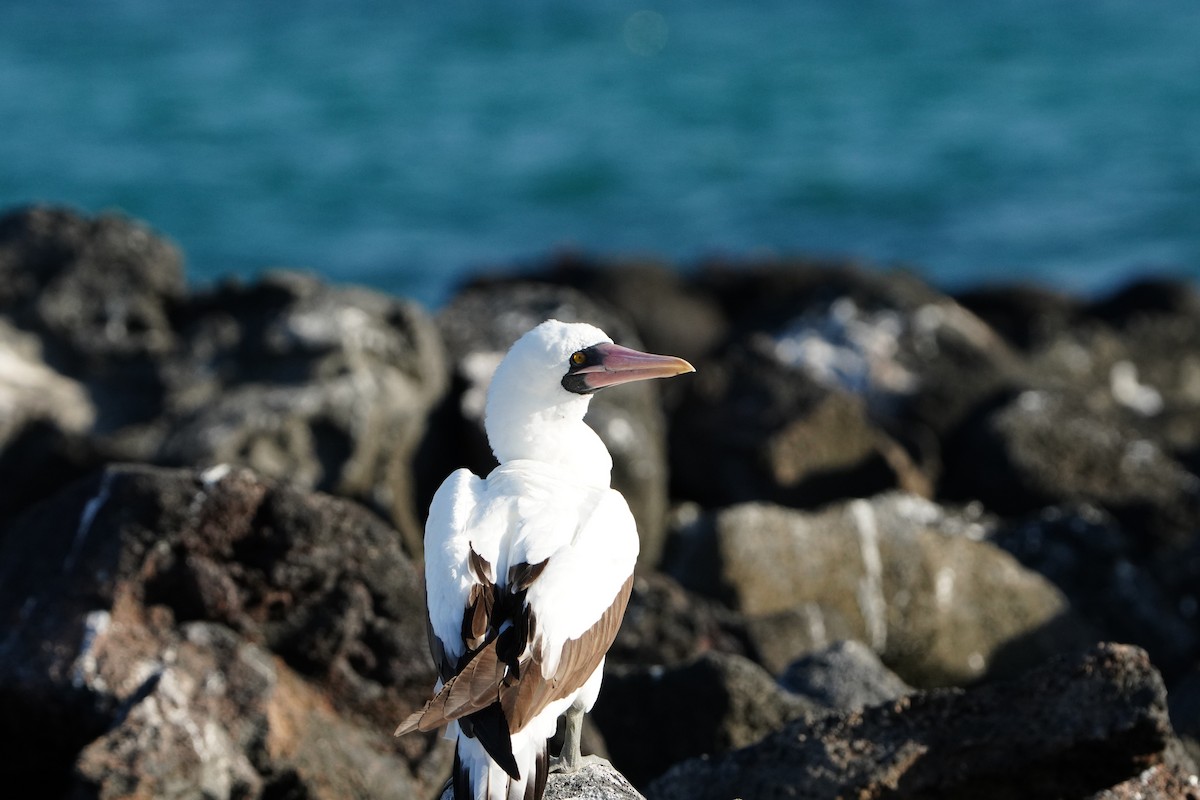 Nazca Booby - ML646108196